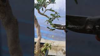 Bonsai Collection 🌲💥 042 shorts shortvideo bonsai bonsaitips art [upl. by Earvin308]