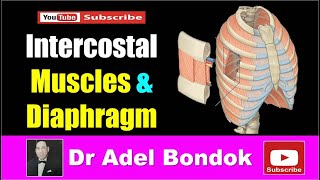 Intercostal Muscles and Diaphragm Dr Adel Bondok [upl. by Seyler]