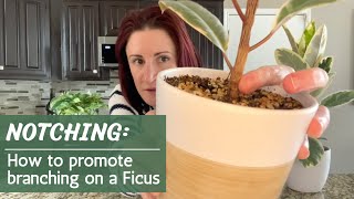 Notching A Ficus  How and when to promote branching on a rubber tree [upl. by Onirefes]