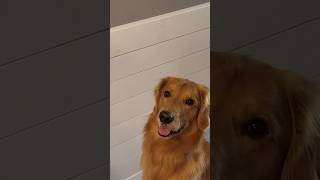 Dinner time for Theodore goldenretriverclub goldenretriever welovegoldenretriver [upl. by Grew]