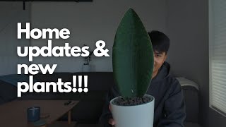 Home Updates amp New Plants How to Style Your Living Room with Plants [upl. by Jamieson945]