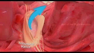 360 video  Tricuspid Valve  Right Ventricle  medmoviecom [upl. by Anawqahs]