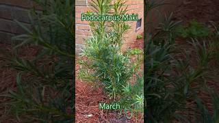 Podocarpus Maki March [upl. by Awjan]