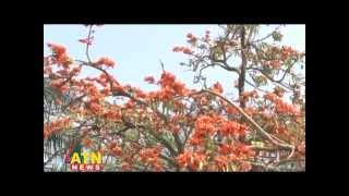 PALASH PHOOL Butea Monosperma [upl. by Dominica446]