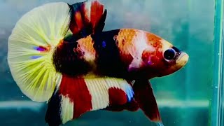 colorful freshwater fish tank  beautiful betta fish tank  best wild fish for aquarium 4k [upl. by Nahbois]