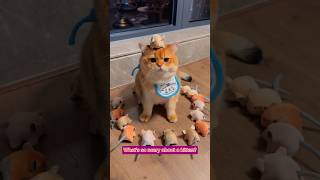 Cat vs Fake Mice Myth Busted🙀funnycats cats shortvideo shorts youtubeshorts catlover cat [upl. by Yarod734]