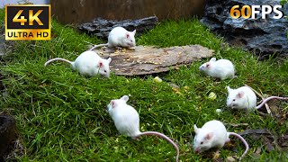 Cats Can’t Resist These Playful Mice 🎥 4K HDR 60FPS [upl. by Normie]