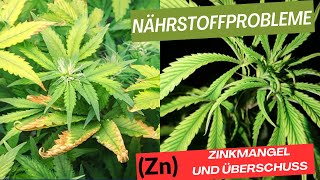 Nährstoffprobleme bei Cannabis Teil 11  Zn Zinkmangel und Überschuss [upl. by Imena]