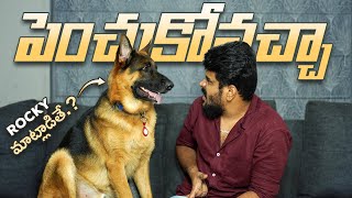 German Shepherd ని పెంచుకోవచ్చా [upl. by Nnairrehs528]