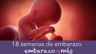 18 semanas de embarazo  Cuarto mes  EMBARAZOYMAS [upl. by Otrebron487]