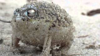 Funny Rain Frog Grunts Like A Goat [upl. by Engen]