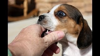 Cutest Beagle Puppies Howling [upl. by Noicnecsa]