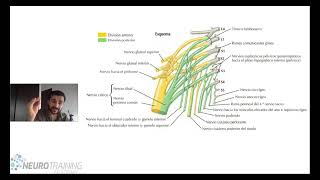 PLEXO LUMBOSACRO ANATOMIA FACIL [upl. by Endor572]