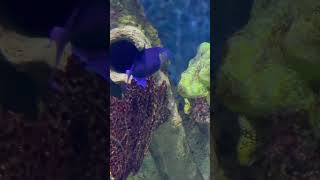 Awesome Triggerfish  So Many Cool Fish To See Here  Wonders Of Wildlife Aquarium [upl. by Rodolfo]