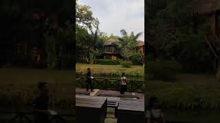 kasih makan burung elang di faunaland ancol ancol elangbondol burungelang jakarta indonesia [upl. by Ahsitram]