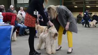 Terriers takeover at Staffordshire County Showground show [upl. by Eppesuig]