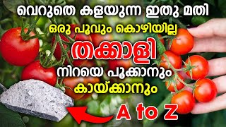 ഒരു പിടി ചാരം മതി തക്കാളി കുലകുത്തി പിടിക്കാൻ Tomatto cultivation in Malayalam Thakkal krishi [upl. by Nilats]