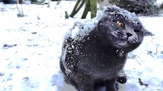 Cats in snow compilation [upl. by Killoran]