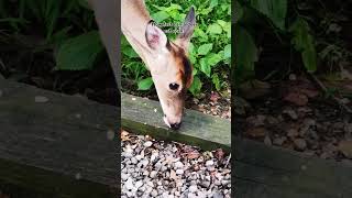 World record 🌽 deer wildlife animals fyp [upl. by Nagle581]