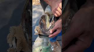 horse animalwelfare asmr farriersoftiktok horseshoe farrier satisfying hoof care [upl. by Siuqramed]