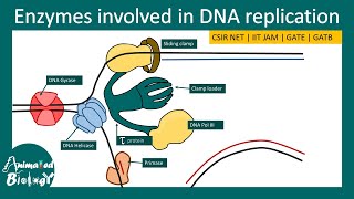 Enzymes in DNA replication  Eukaryotic vs Prokaryotic DNA polymerase [upl. by Atsyrt]