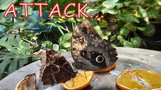 BUTTERFLY FIGHT Giant Owl Vs Blue Morpho [upl. by Eiboh]