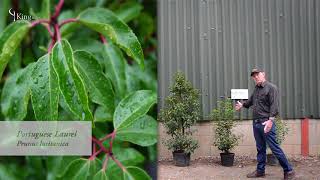 Laurel Hedge Information and Advice about Cherry Laurel and Portuguese Laurel [upl. by Ibson]