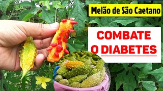 MELÃODESÃOCAETANO  Benefícios e dicas de cultivo [upl. by Ayota]