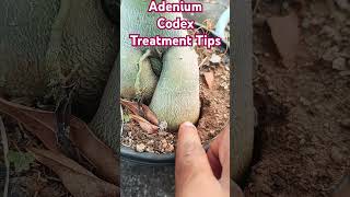 Adenium Codex Treatment Tips adenium desertrose codex treatment plants shorts [upl. by Nakada550]