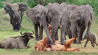 Lion Was Suddenly Attacked By A Herd Of Angry Elephants And Injured While Ambushing Buffalo [upl. by Hussey508]