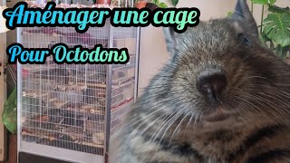 Aménager une cage pour des Octodons [upl. by Hgielrak]