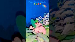 top best plant in Garden 🌺🪴KavitaPlant1234 [upl. by Anelak]