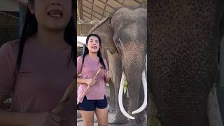 elephant smart shots elephant hairstyle animals hair an hair trend [upl. by Kirch]