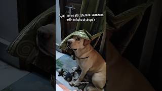 Kaha chalereel reels shortsdogcutefunnycomedy [upl. by Frants]