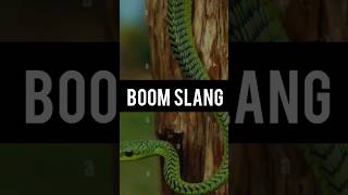 Boomslang snake  boomslang snake bite effects  Amazing facts venumous snake  shorts facts [upl. by Yelbmik340]