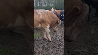 Simmental bull reunited with its herd after a long time bull animals tiktok keşfet shorts [upl. by Anavi]