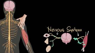 What are Nerve Cells Neurons amp Synapses  Physiology  Biology  FuseSchool [upl. by Tollmann258]