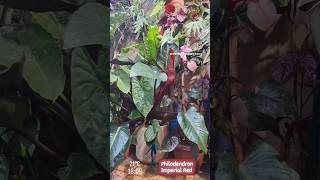 Philodendron Imperial Red 💚🌿🍀🌺🌸🏡FamíliaAraceae OrigemHíbrida Planta de sombra ou meia sombra 🌝🏡💚 [upl. by Llerahs]