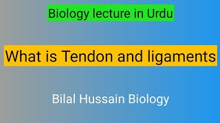 What is tendons and ligaments Tendon Ligaments in Hindi Urdu by Bilal Hussain [upl. by Dincolo]