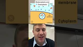 Endocytosis vs exocytosis [upl. by O'Carroll]