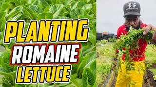 Planting Romaine Lettuce in the Rain  Tips for a Successful Garden [upl. by Ramilahs11]