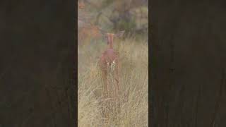 Gerenuk🌍Samburu National Reserve wildlife gerenuk samburu safari shorts olonanaonsafari [upl. by Trautman]