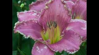 Daylilies Hemerocallis how to pollinate and grow Daylilies in your garden Lilies of the Field [upl. by Elga]