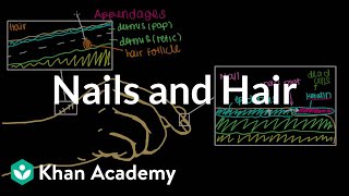 Where do our nails and hair come from  Integumentary system physiology  NCLEXRN  Khan Academy [upl. by Lithea]