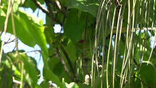 Rose Ringed Parakeet eating catalpa beans [upl. by Mansoor106]