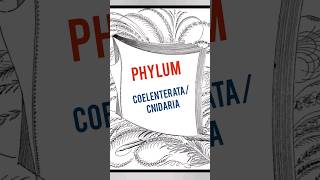 Phylum Coelenteratacnidaria shorts ytshorts [upl. by Ernestus]