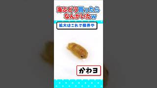 【2ch面白いスレ】海ぶどう買ったら、なんかかわいいのがいたんやがｗ 2ch 料理 5ch ご飯 なんjかわいい [upl. by Gonsalve250]