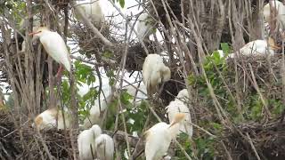 Cattle Egret nesting tree [upl. by Enair]