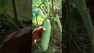 New technical for graving cucumber agriculture farming gardening vegetables gardeing [upl. by Enovahs39]