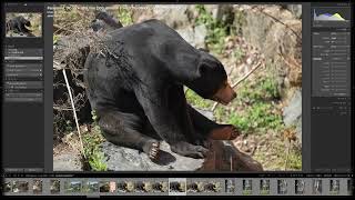 RAW現像編メイン・東山動植物園でLUMIX S5  Sigma 100400mm F563 DG OS HSM  Contemporary [upl. by Conal]